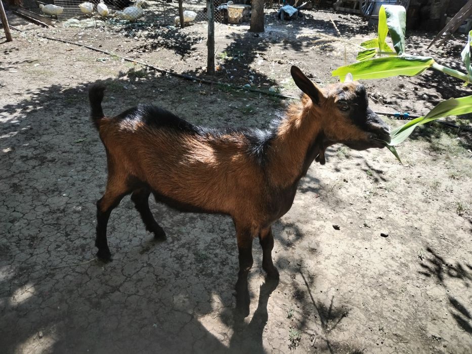 Vând sau schimb țap alpin francez