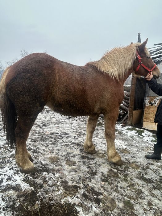 Vand o manza de 1 an si 5 luni