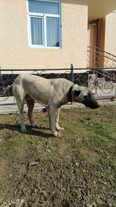 Алабай ит, күшік әле.