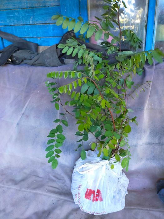 Акация розовая саженцы