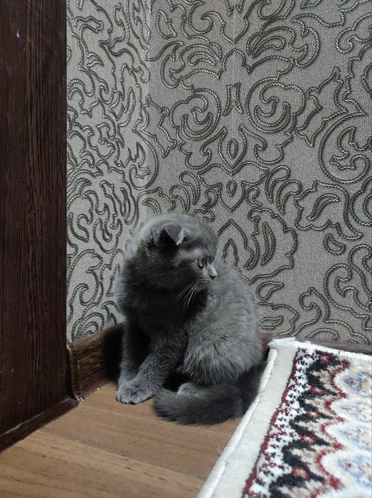 Шотланская вислоухая