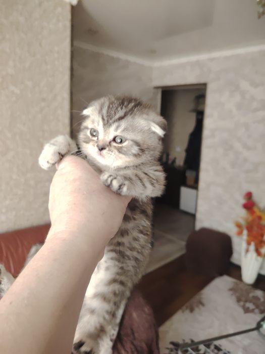 Шотландские малыши