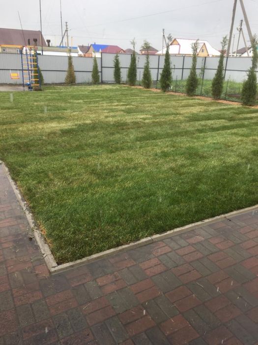 Газон зеленый  сочный газон под ключ