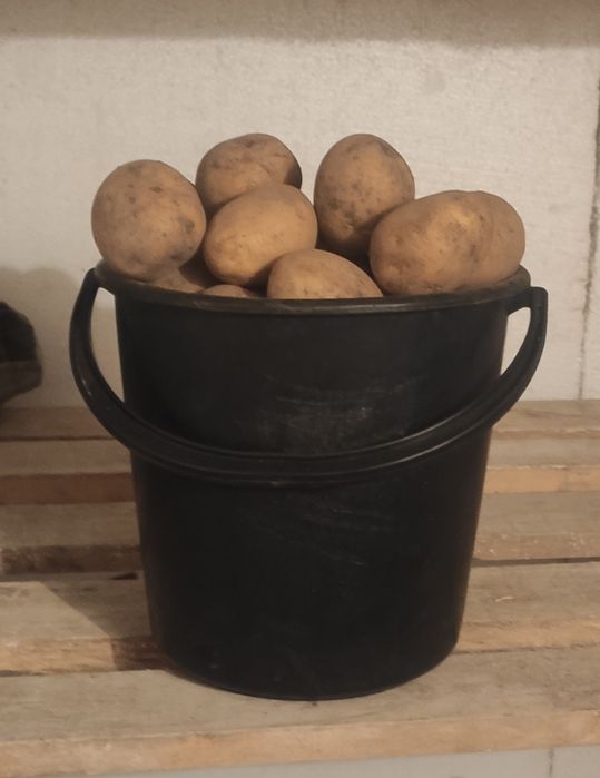 Продам картофель.