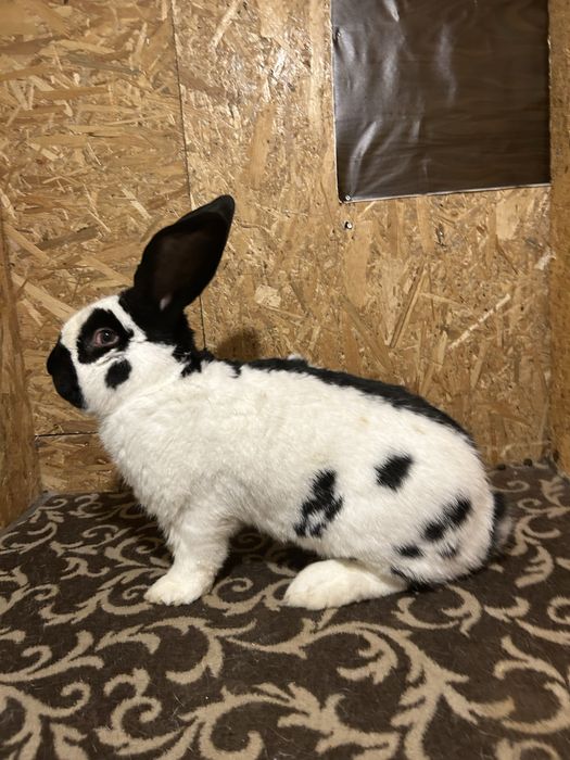 Vând iepuri fluture German