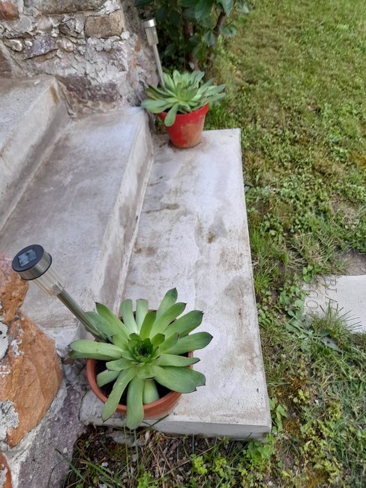 Планинска роза,Алпийска роза,Дебела Мара,Бабино ухо, Семпервивум