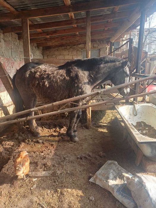 Продаются лошади