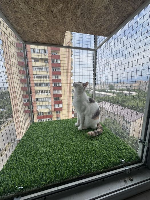 Балконы для питомца