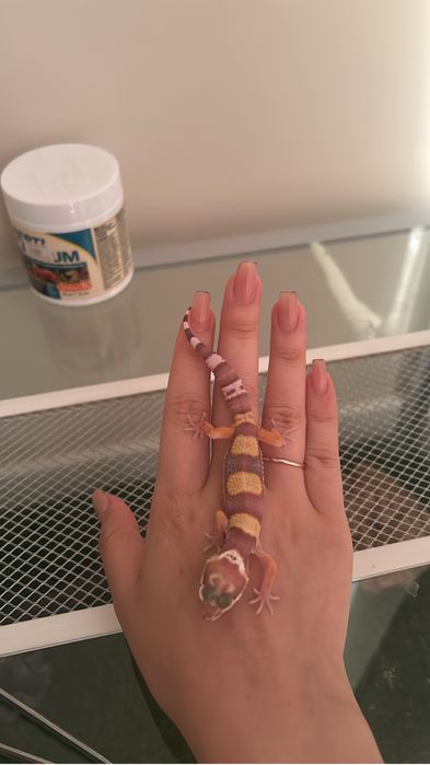 Эублефар с полным комплектом