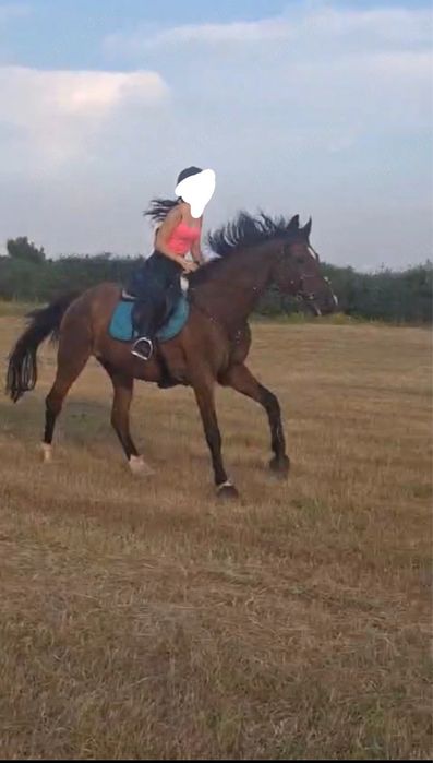 Cal de sport unguresc