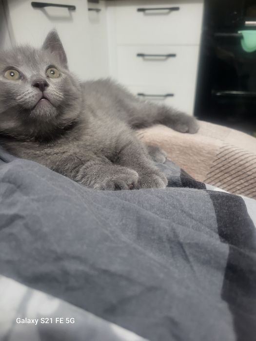 Британский котик