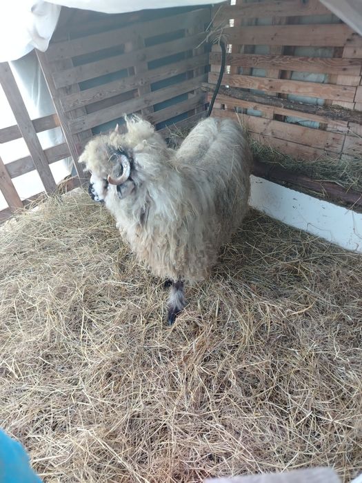 De vânzare  berbecuț