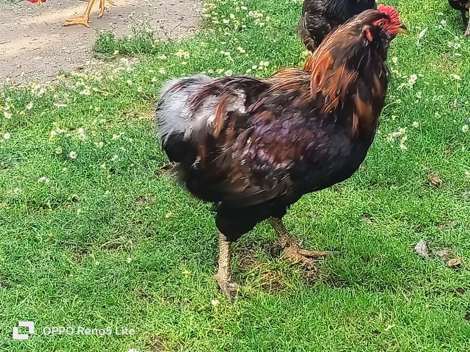 Cocos și găină araucana