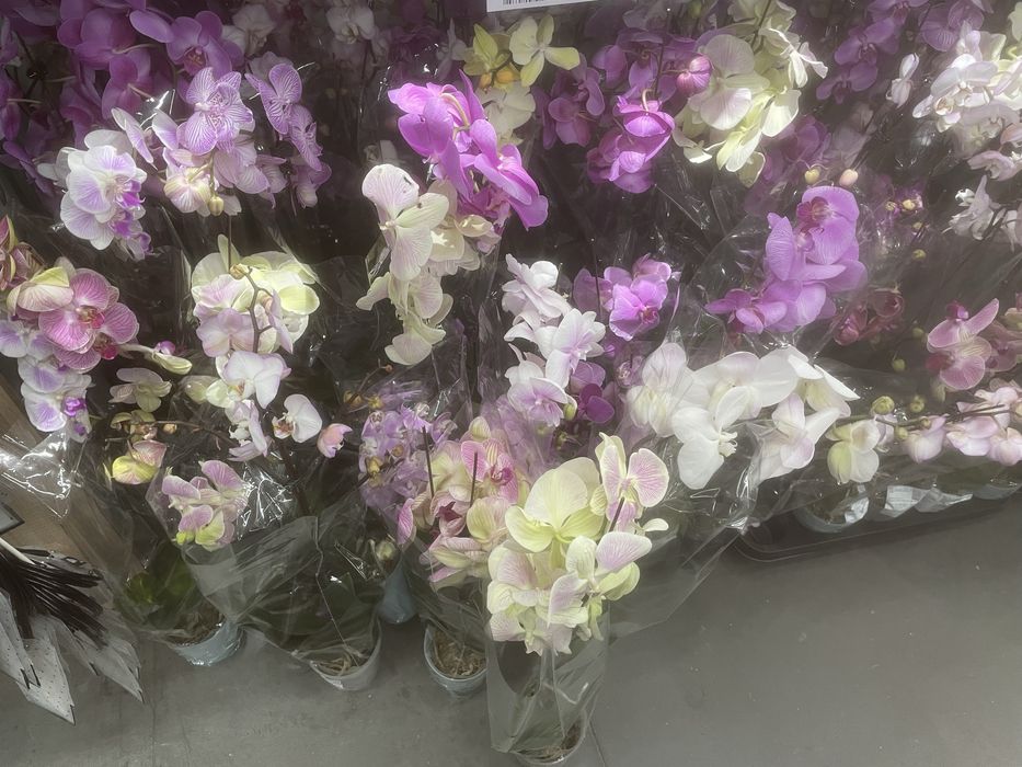 Орхидея разноцветные