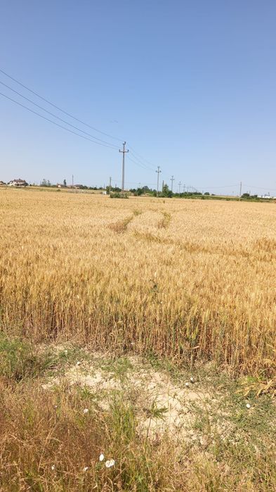 Vând teren extravilan