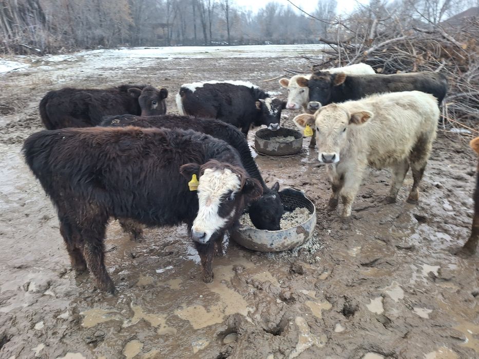 14 бас еркек тайыншалар сатлады