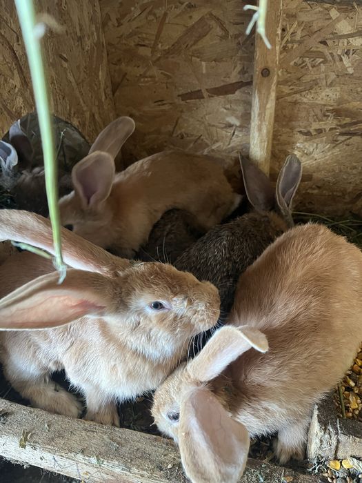 Vand iepuri uriasi germani