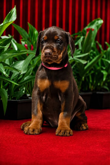 Европейски доберман  European Doberman