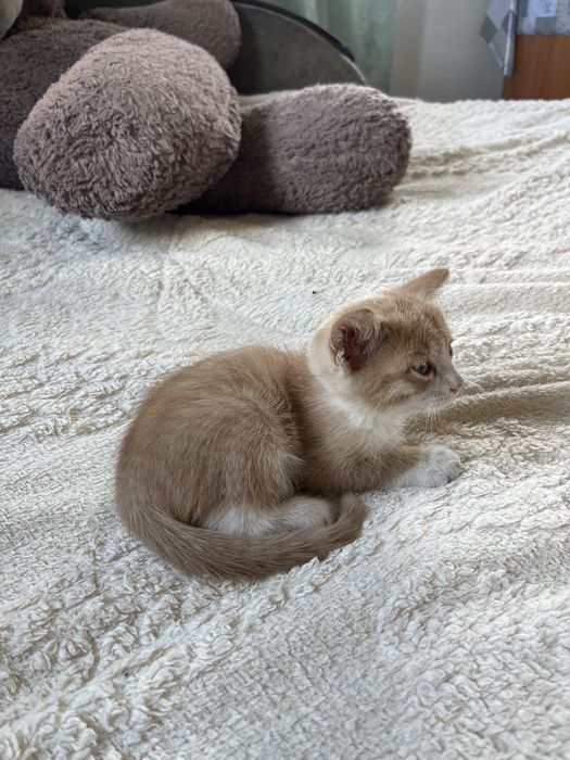 отдаю котенка, девочку