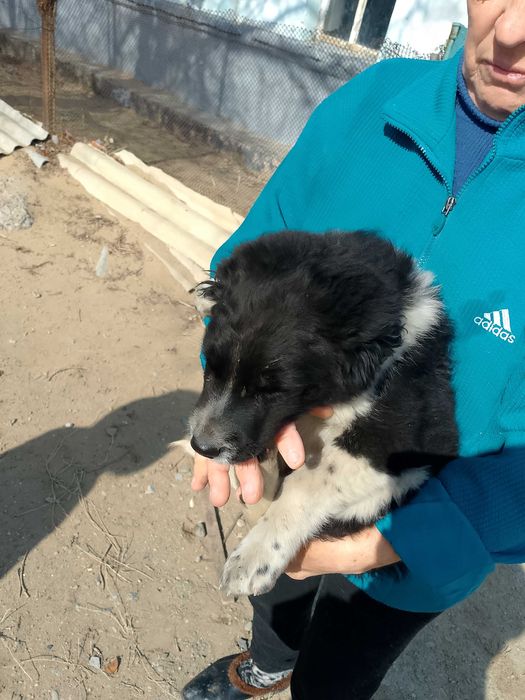 Щенок мальчик бесплатно