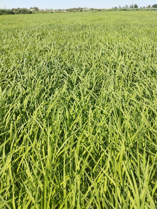 Lazer sholi urug'lik sotiladi