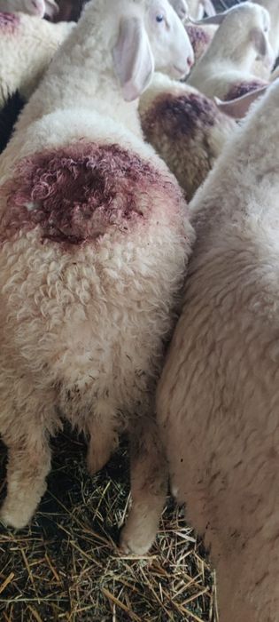 Vând berbecuții de rasă assaf