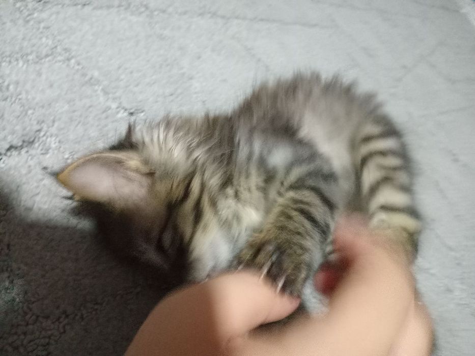 Отдам котёнка в добрые, заботливые руки.