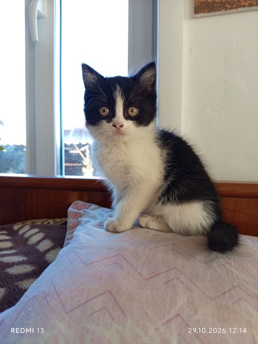 Отдам котят в добрые руки