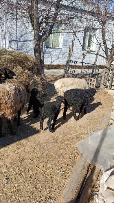 7 бас қозылы қой сатылады .