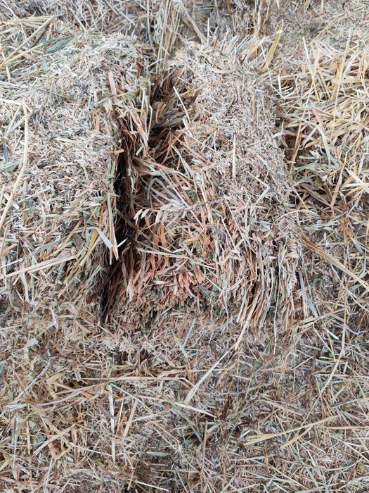 Продам Овес в тюках