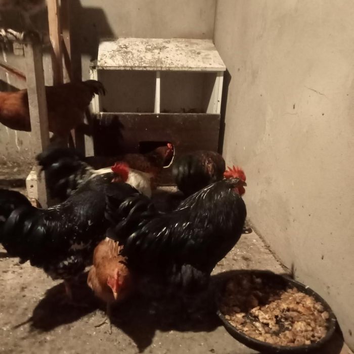 Обменяю молодых петушков на домашних кур молодок