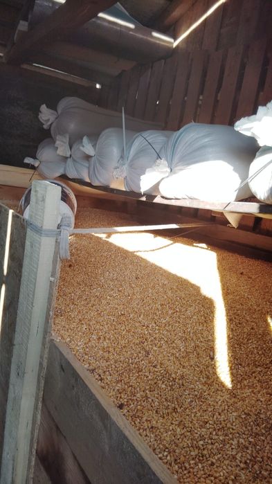 Grau  1,3 lei kg  ,       porumb 1,2 lei kg  cartofi de consum 1,8 lei