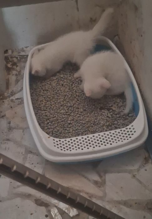 Белый котёнок с зелёными глазами