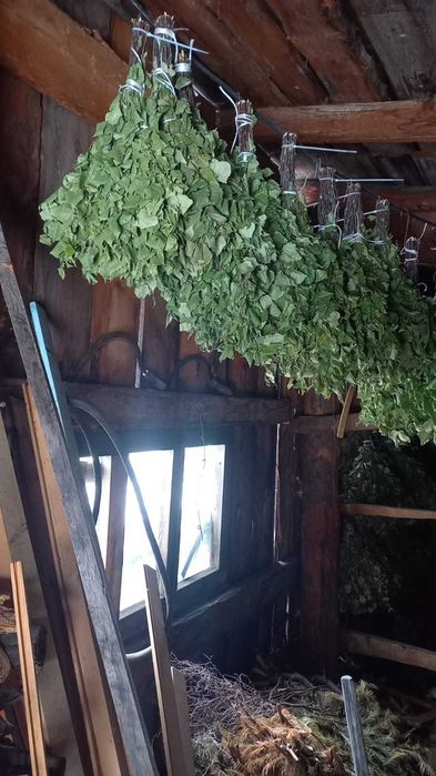 Веники для бани из липы