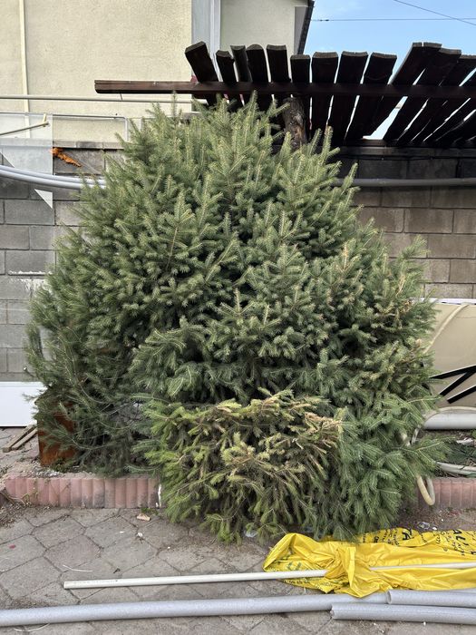 Продам живые ёлки