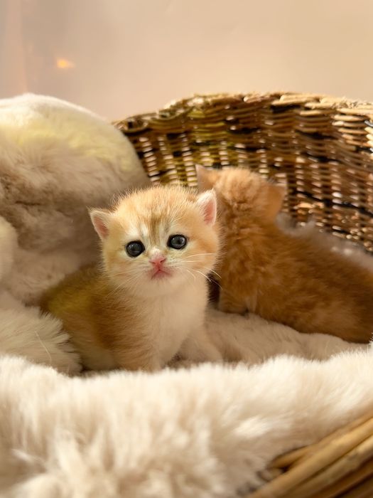 Британские котята золотые шиншиллы