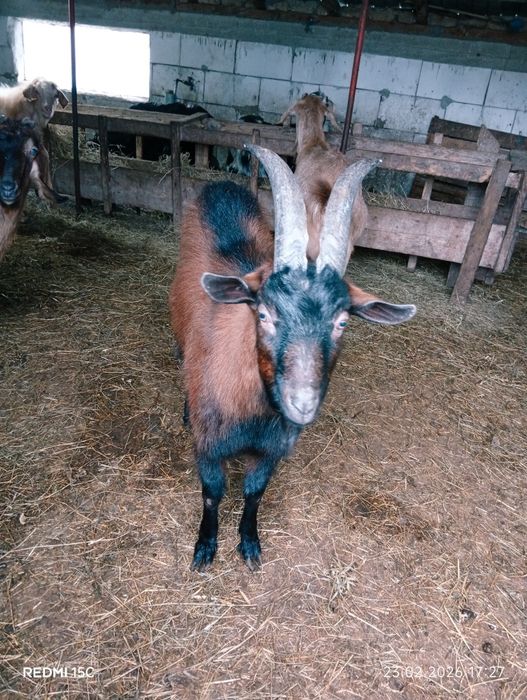 Vînd s-au schimb Țap alpin Francez de rasă pură vîrstă 1 an pur france