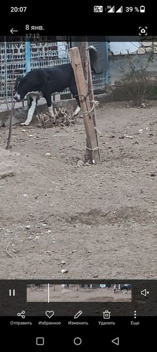 Срочно обмен 1,5 жасар ургашы