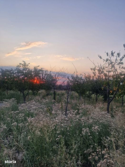 Teren Intravilan De Vânzare – Robănești, Dolj | 5.000 Mp