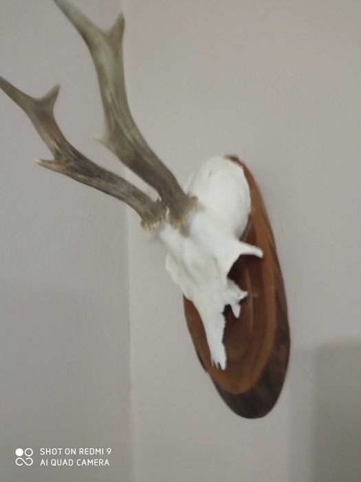 Трофей - рога от сръндак
