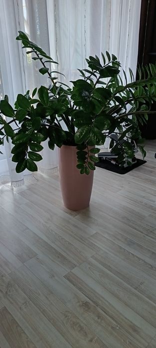 Продам замиакулькас