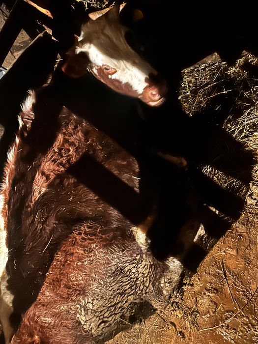 Койлар сатылады козыларымен