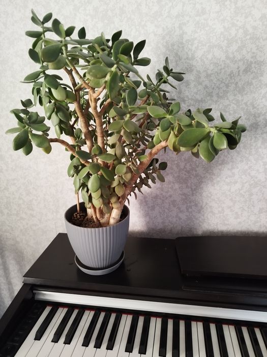 Денежное дерево, толстянка