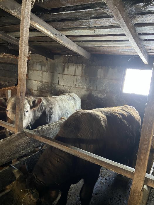 Продам бычков 11 голов