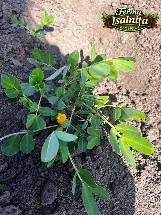 Semințe de alune de pământ arahide