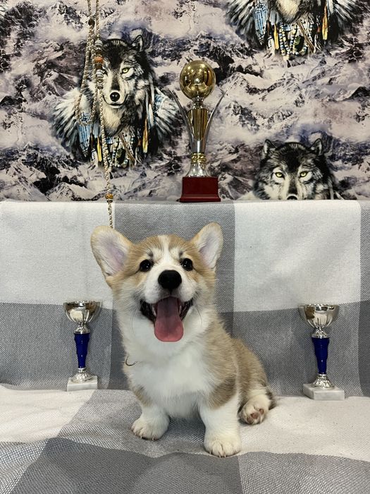 Щенки Вельш Корги Пемброк