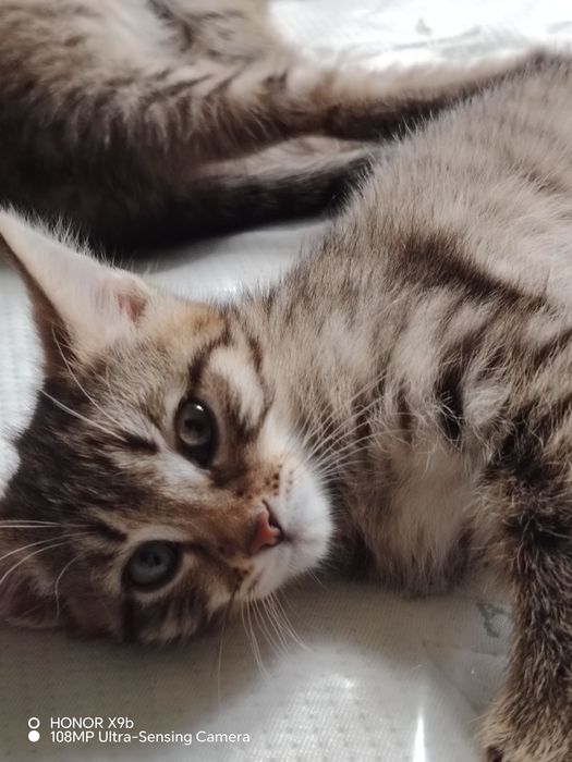 Пристраиваются котята.