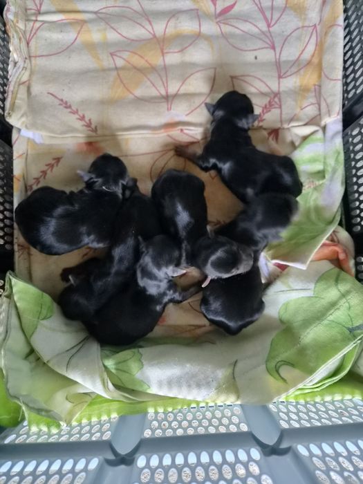 Продавам мини йоркита