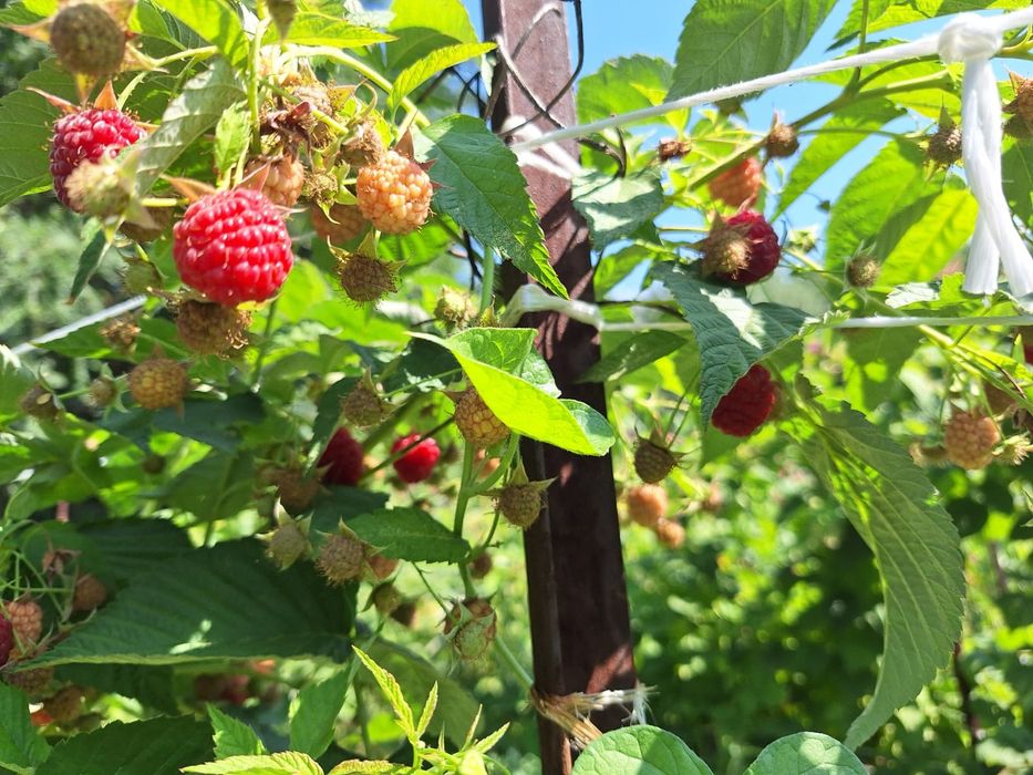 Саженцы Малины Полька