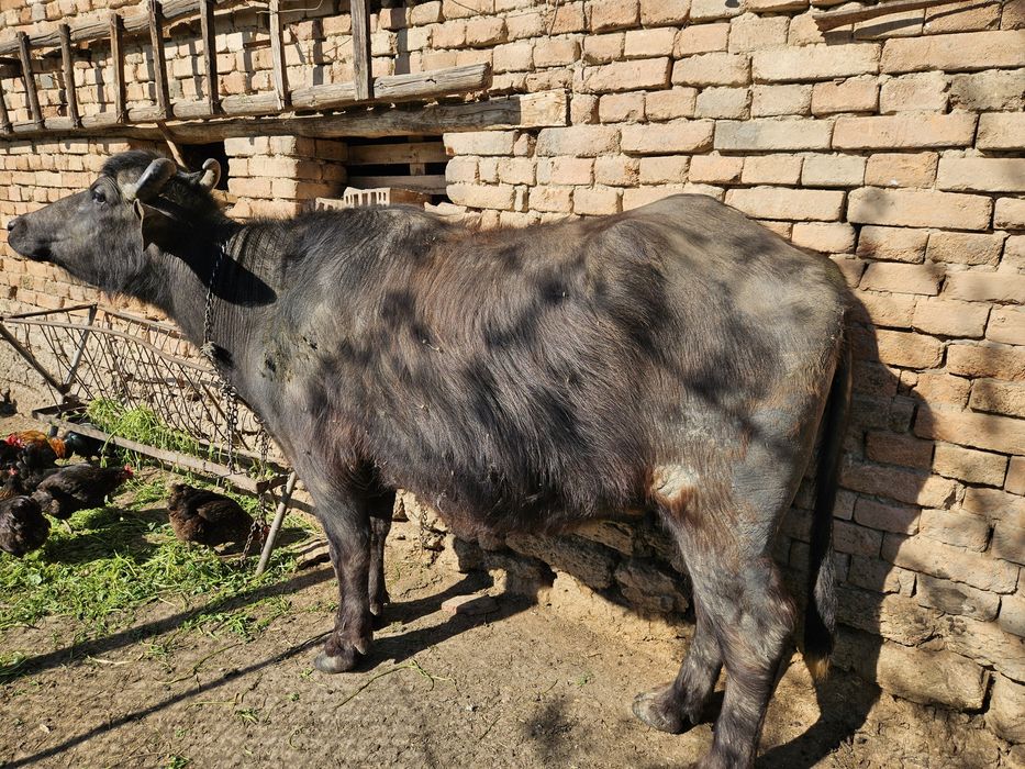 БИВОЛИЦА, на второ теле, на 8 месеца заплодена.